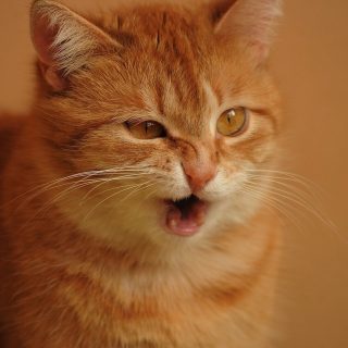 ginger cat sneezing