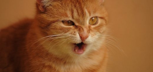 ginger cat sneezing