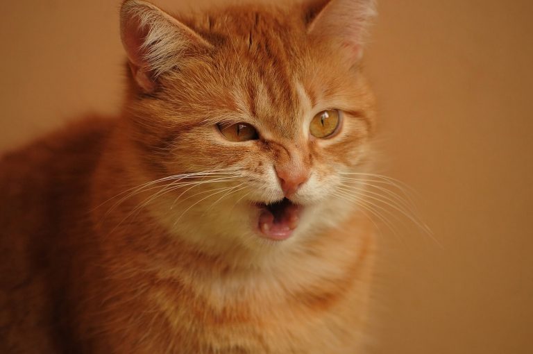 ginger cat sneezing