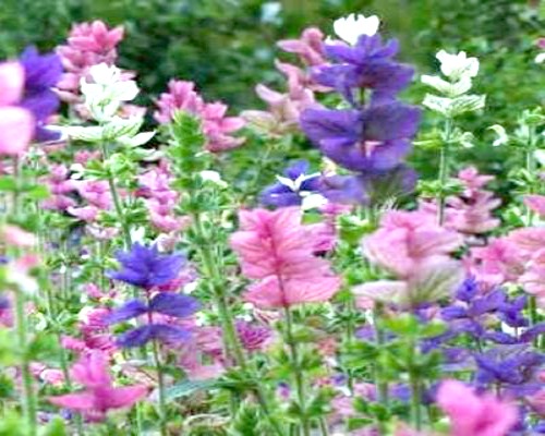 purple, lilac, white flower garden