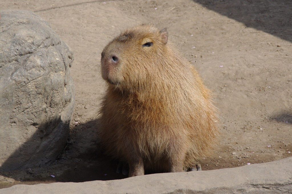 wombat giving a, "I'm done" look: eyes narrowed slightly
