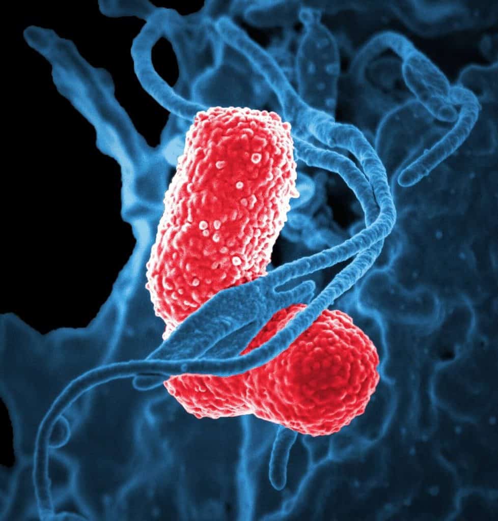 Florescent bacteria